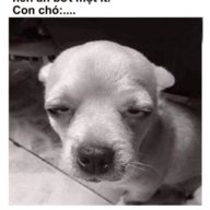 Tỉnh Ca