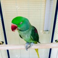 meonata