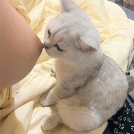 mal_vn